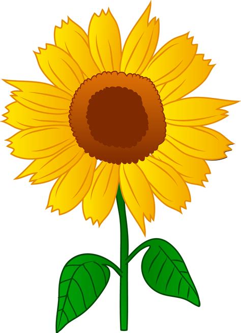 sunflower pictures free download|sunflower clip art free.